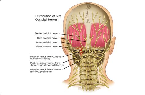 The suboccipital nerve is the dorsal primary ramus of the first... | Download Scientific Diagram