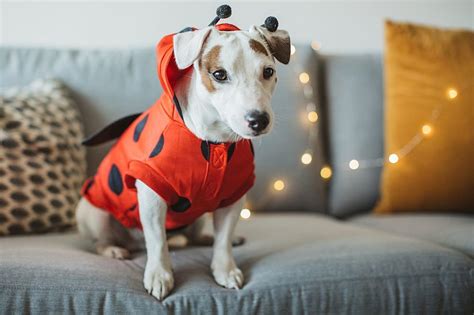 Great Central Texas Halloween Pet Costume Contest 2023