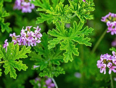 Pelargonium 'Citronella' (Scented Geranium)