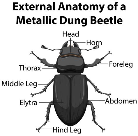 External Anatomy of a Metallic Dung Beetle 1416594 Vector Art at Vecteezy