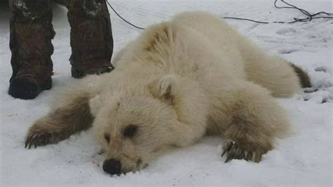 Grolar or pizzly? Experts say rare grizzly-polar bear hybrid shot in Nunavut - North - CBC News