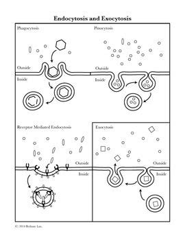 the diagram below shows an image of endosynsis and esoprosis