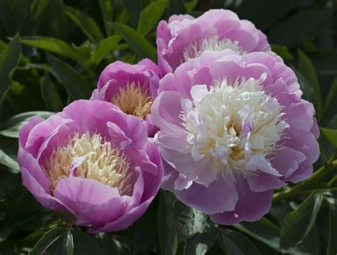 15 Beautiful Varieties of Peony