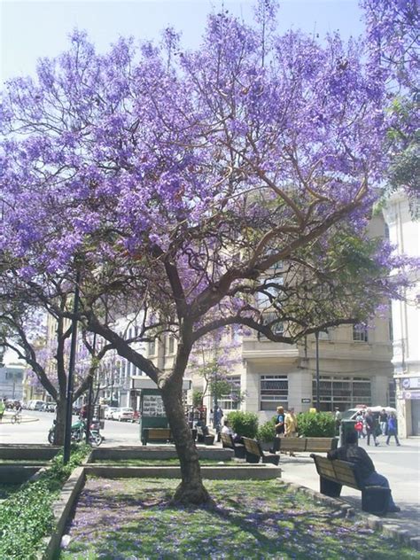 Árboles con flores moradas - Imagui