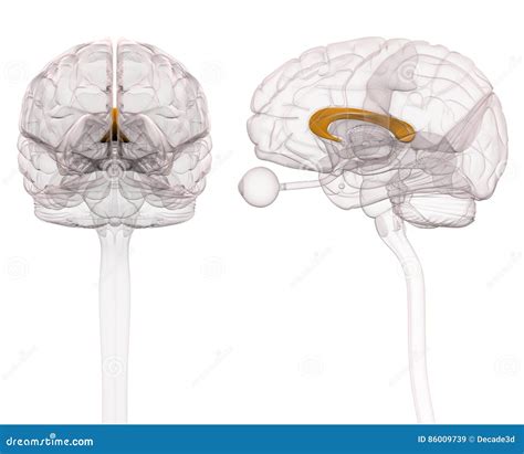 Brain Corpus Callosum Anatomy - Cross Section Royalty-Free Cartoon | CartoonDealer.com #25711730