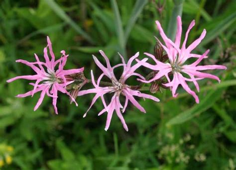 Lychnis flos-cuculi, Ragged Robin: identification, distribution, habitat