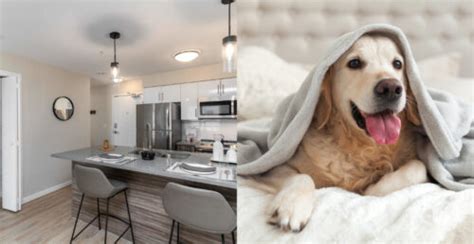 9 pet-friendly rentals under $1,100 in Edmonton | Urbanized