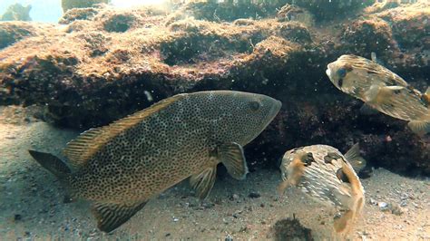 Pufferfish Blowfish Balloonfish - Free photo on Pixabay - Pixabay