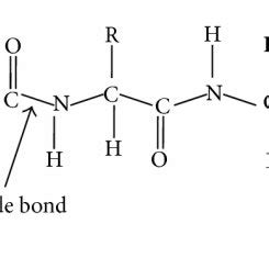 Common structure of polypeptide. | Download Scientific Diagram