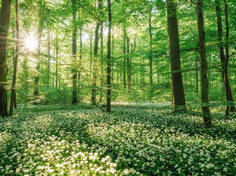 5 magical places for forest tours in Germany | Booking.com