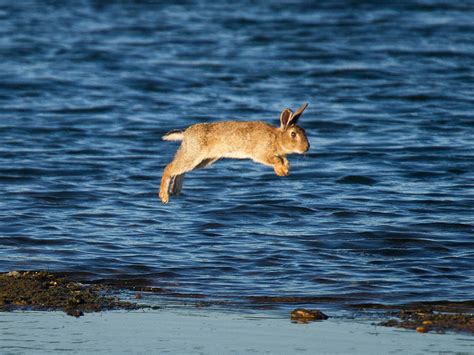 Flying rabbit - a photo on Flickriver