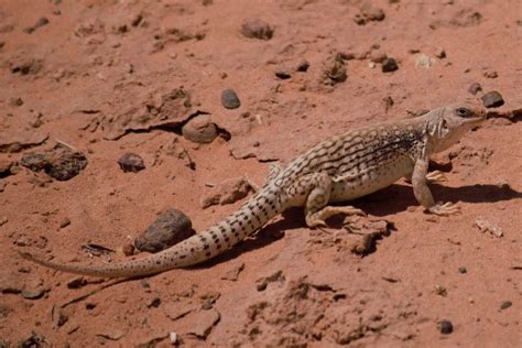 Desert Animals For Kids: List With Pictures & Facts. Desert Adaptations