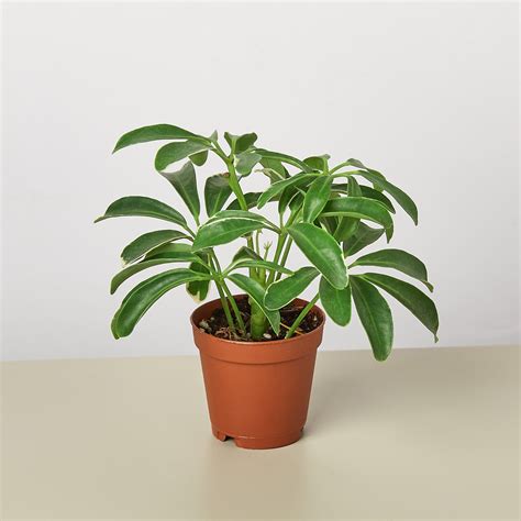 Schefflera Care — House Plant Shop