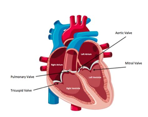 Blood Flow Through the Heart | Diagram, Order & Role | Study.com