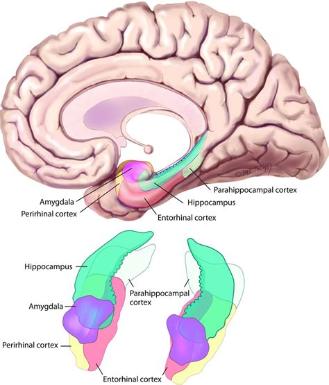 Brain Lesions Associated with Amnesia —Viquepedia