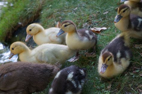 Muscovy For Sale | Ducks | Breed Information | Omlet