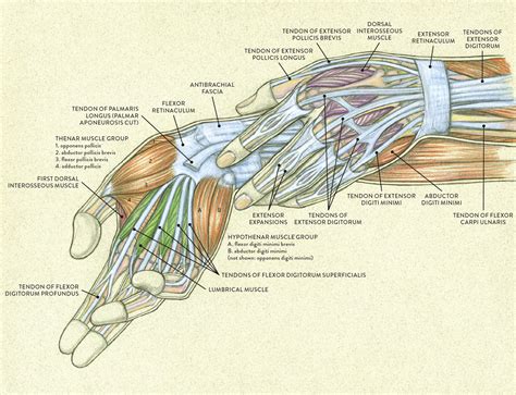 Diagram Of Tendons In Hand