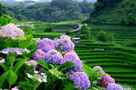 10 reasons to do a farm stay in Japan - WAttention.com