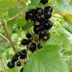 20 best Black currant bushes images on Pinterest | Black currants ...