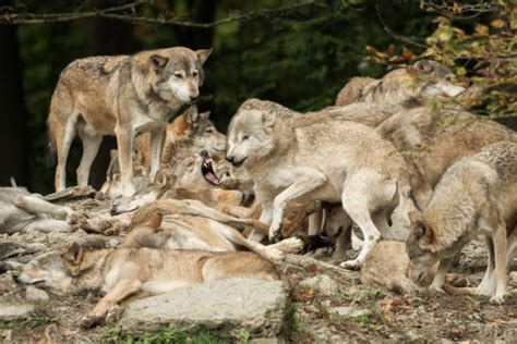 Wolf Pack Behavior Stock Photos, Pictures & Royalty-Free Images - iStock