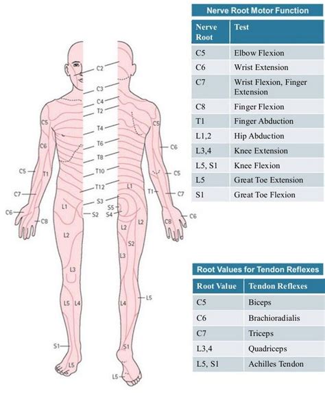 DERMATOMES AND MYOTOMES PDF