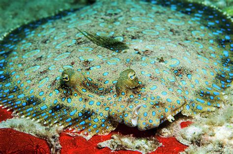 Peacock Flounder Bothus Lunatus Photograph by Turner Forte