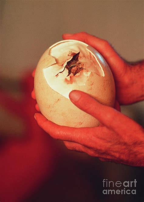 Hatching Ostrich Egg Photograph by John Reader/science Photo Library ...