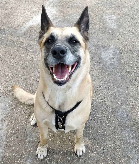 The German Shepherd Akita Mix: What Makes A Good Shepkita?