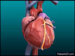 Myocardial Blood Flow - Coronary vessels on Make a GIF