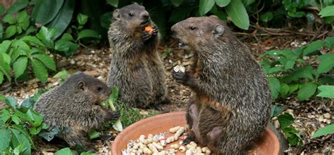 Groundhog Removal Services Near Me