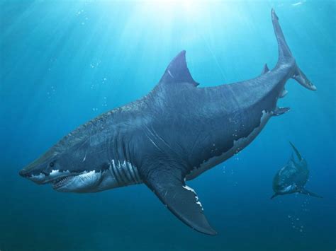 Megalodon: The Prehistoric Shark 10 Times The Size Of T-Rex