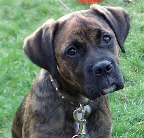 Brindle Boxador - Boxer/Labrador Mix