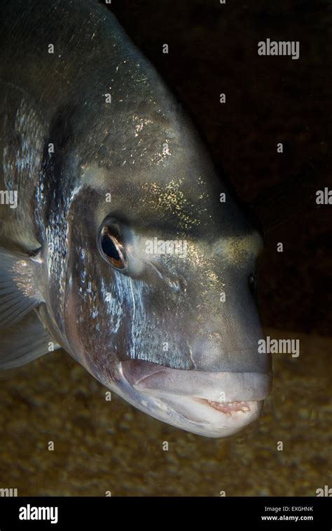 Gilthead seabream, Sparus aurata, Sparidae, Mediterranean Sea Stock Photo - Alamy