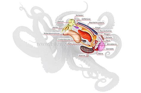 animal kingdom :: mollusks :: octopus :: anatomy of an octopus image - Bildwörterbuch