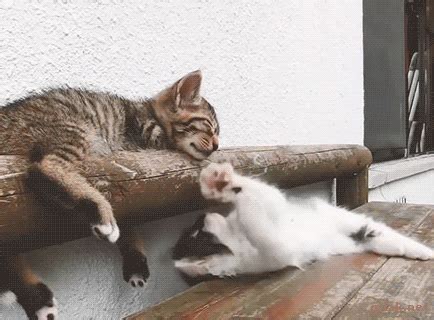 Funny cats - part 200 (40 pics + 10 gifs) | Amazing Creatures