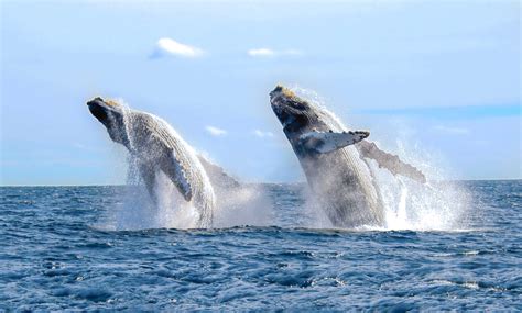 Vallarta, Home of the Humpback Whales – Marival Resorts