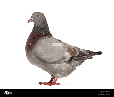 Side view of a Texan pigeon isolated on white Stock Photo - Alamy