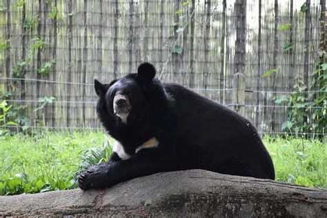 Devastated Habitats Prompt Bear Attacks in Japan - InsideHook