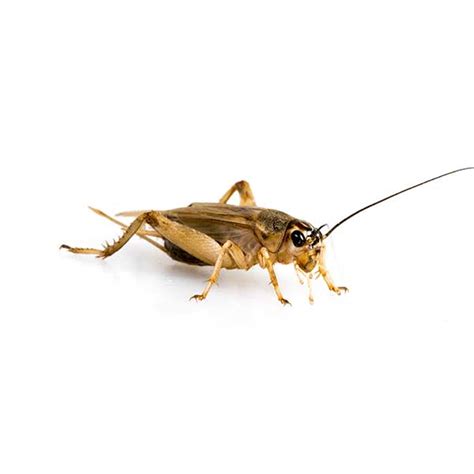 House Cricket Identification & Behavior - House Cricket Control