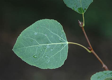 Populus tremuloides | Landscape Plants | Oregon State University