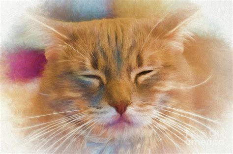 Cat Nap Digital Art by John Ellingson | Fine Art America