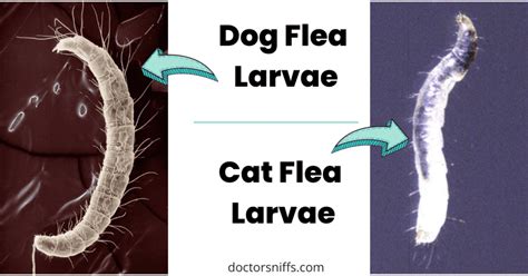 What Do Flea Larvae Look Like? [And What Is the Actual Size?]