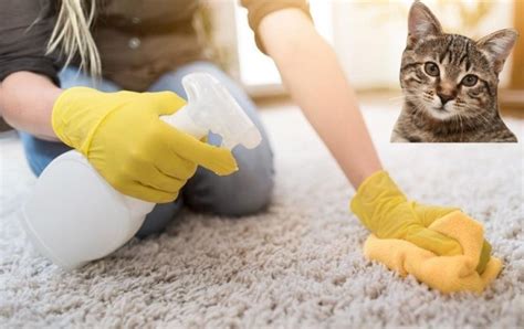 How to Clean Cat Urine - Useful tips to remove cat urine odor | AZ Cat