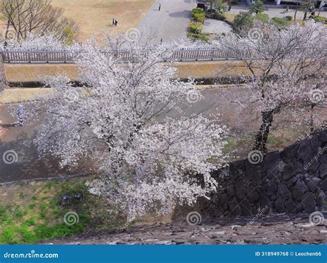 Maizuru Castle Park with Cherry Blossoms at Marunouchi, Kofu, Stock ...