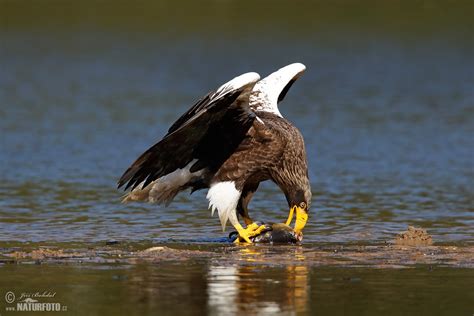 Steller´s Sea Eagle Photos, Steller´s Sea Eagle Images, Nature Wildlife Pictures | NaturePhoto