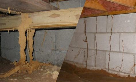 What are Termite Mud Tubes and should you knock them down?