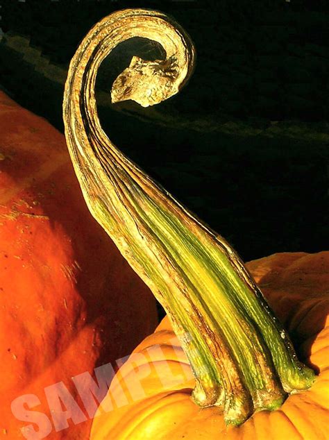 Katy Did It: It's only a pumpkin stem....