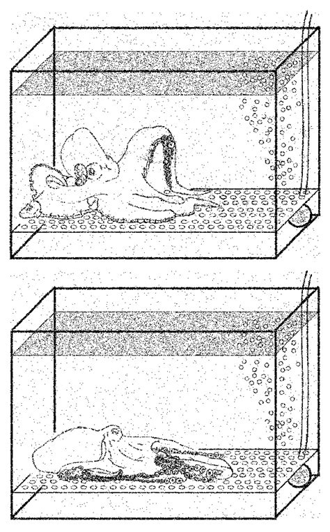 Behavior of octopus Octopus vulgaris when placed in control seawater ...