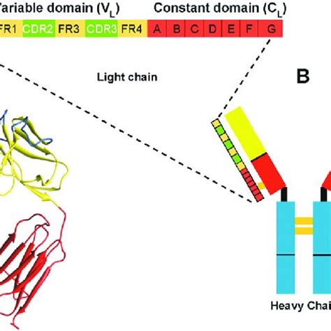 Light chain amyloidosis pathology. Clonal expansion of plasma cells ...