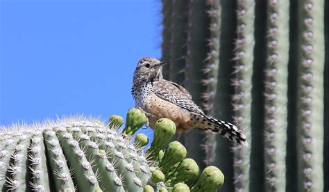 What Is The Arizona State Bird? - WorldAtlas